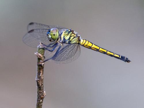 Brachydiplax sobrina